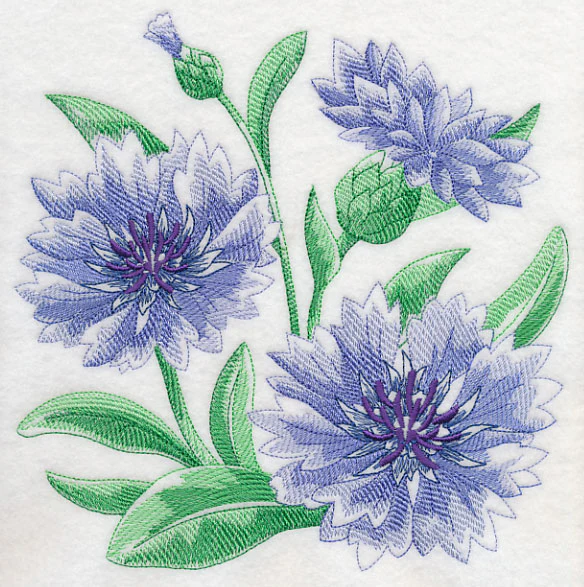 Cornflower Sketch - Image 6