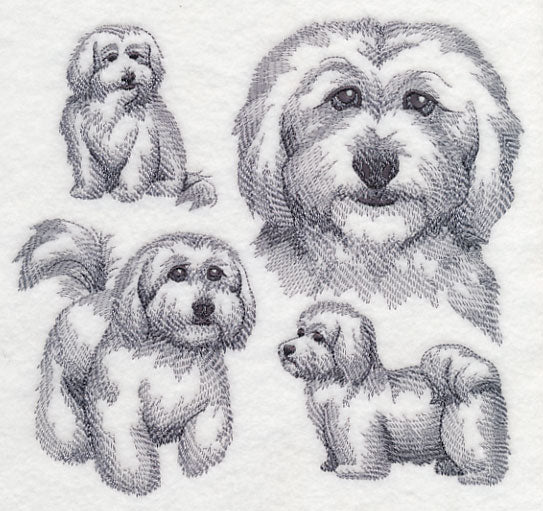 Coton De Tulear Sketch - Image 2