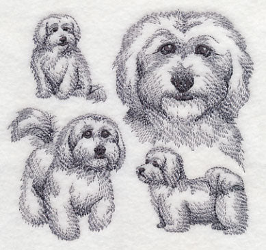 Coton De Tulear Sketch - Image 4