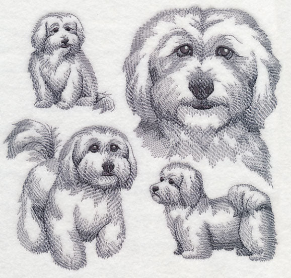 Coton De Tulear Sketch - Image 5