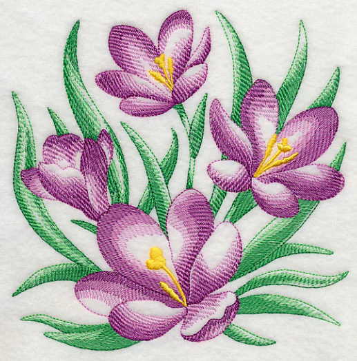 Crocus Sketch - Image 2