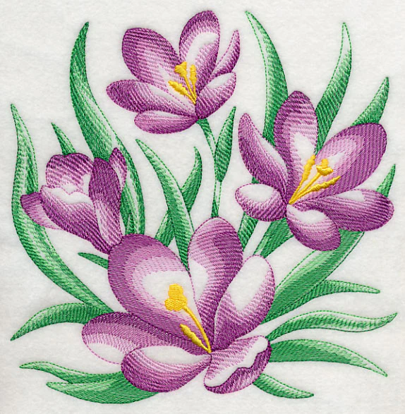 Crocus Sketch - Image 6