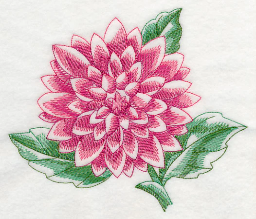 Dahlia Beauty - Image 2