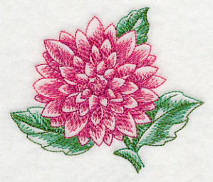 Dahlia Beauty - Image 4