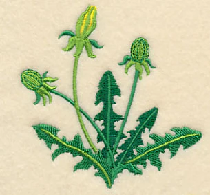 Dandelion Buds