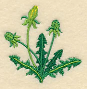 Dandelion Buds - Image 2
