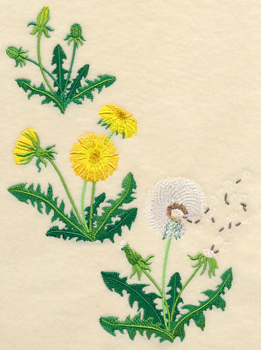 Dandelion Collage - Image 2