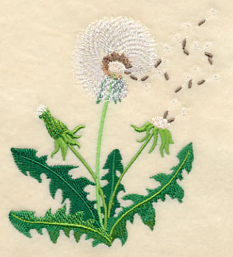 Dandelion Seeds - Image 3