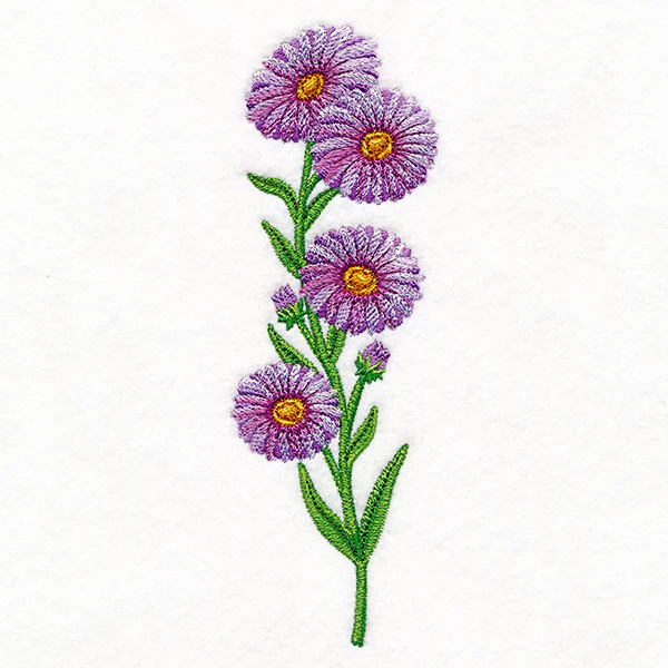 Delight and Asters Tall Border - Image 10