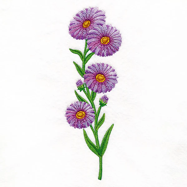 Delight and Asters Tall Border - Image 4