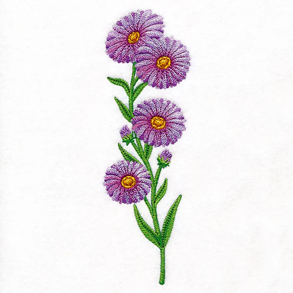 Delight and Asters Tall Border - Image 7