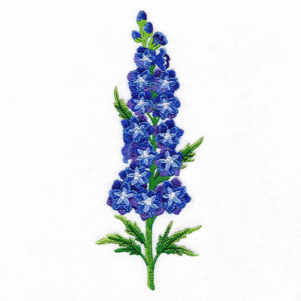 Delight and  Belladonna Delphinium Tall Border - Image 7