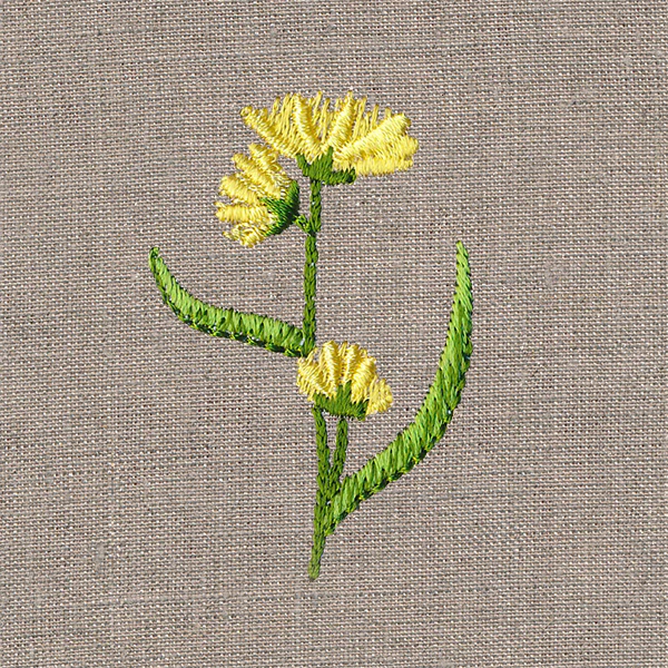 Delightful Wildflower 1
