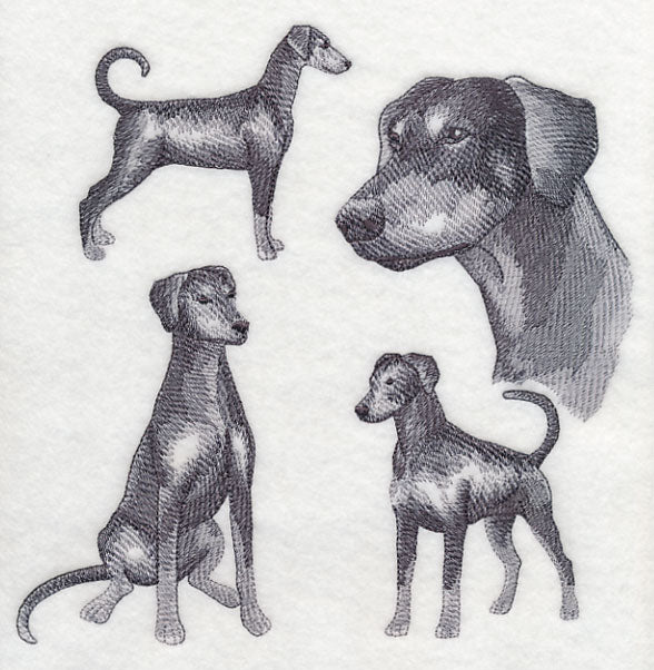 Doberman Sketch (Full Tail and Ears) - Image 5