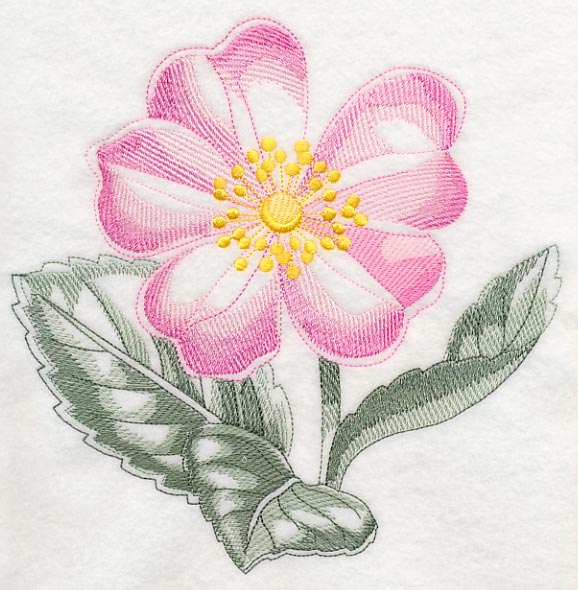 Dog Rose Beauty
