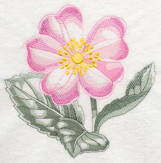 Dog Rose Beauty - Image 2