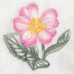 Dog Rose Beauty - Image 5
