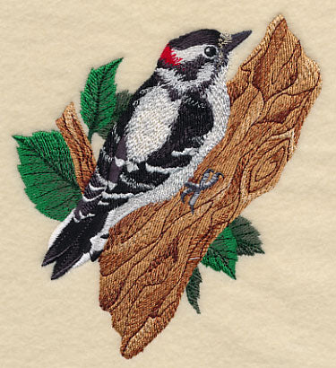 Downy Woodpecker - Image 3