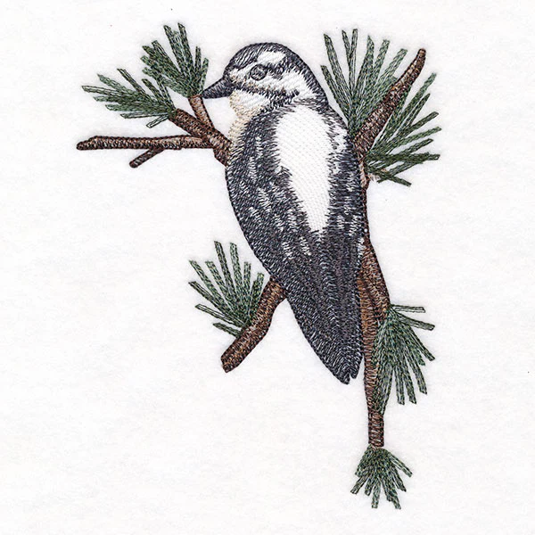Downy Woodpecker on Branches Corner - Female - Image 5