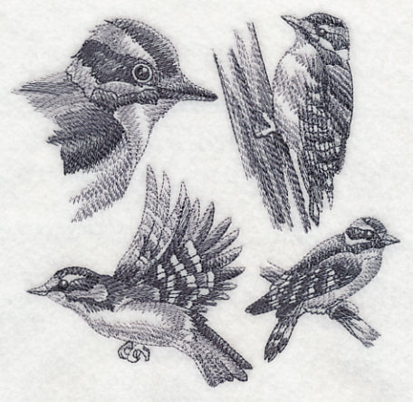 Downy Woodpecker Sketch - Image 2