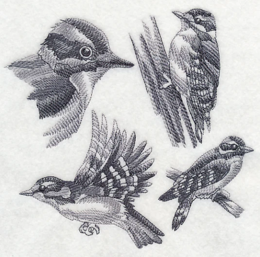 Downy Woodpecker Sketch - Image 4