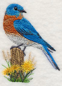 Eastern Bluebird at Rest - Image 2