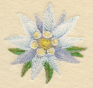 Edelweiss Bloom in Watercolor - Image 3
