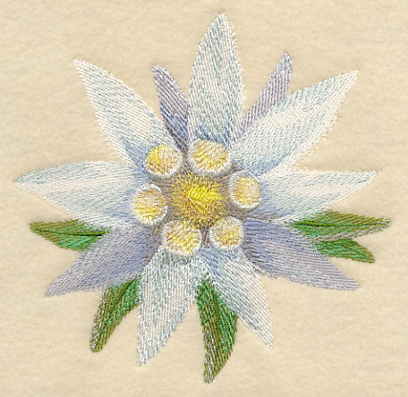Edelweiss Bloom in Watercolor - Image 4