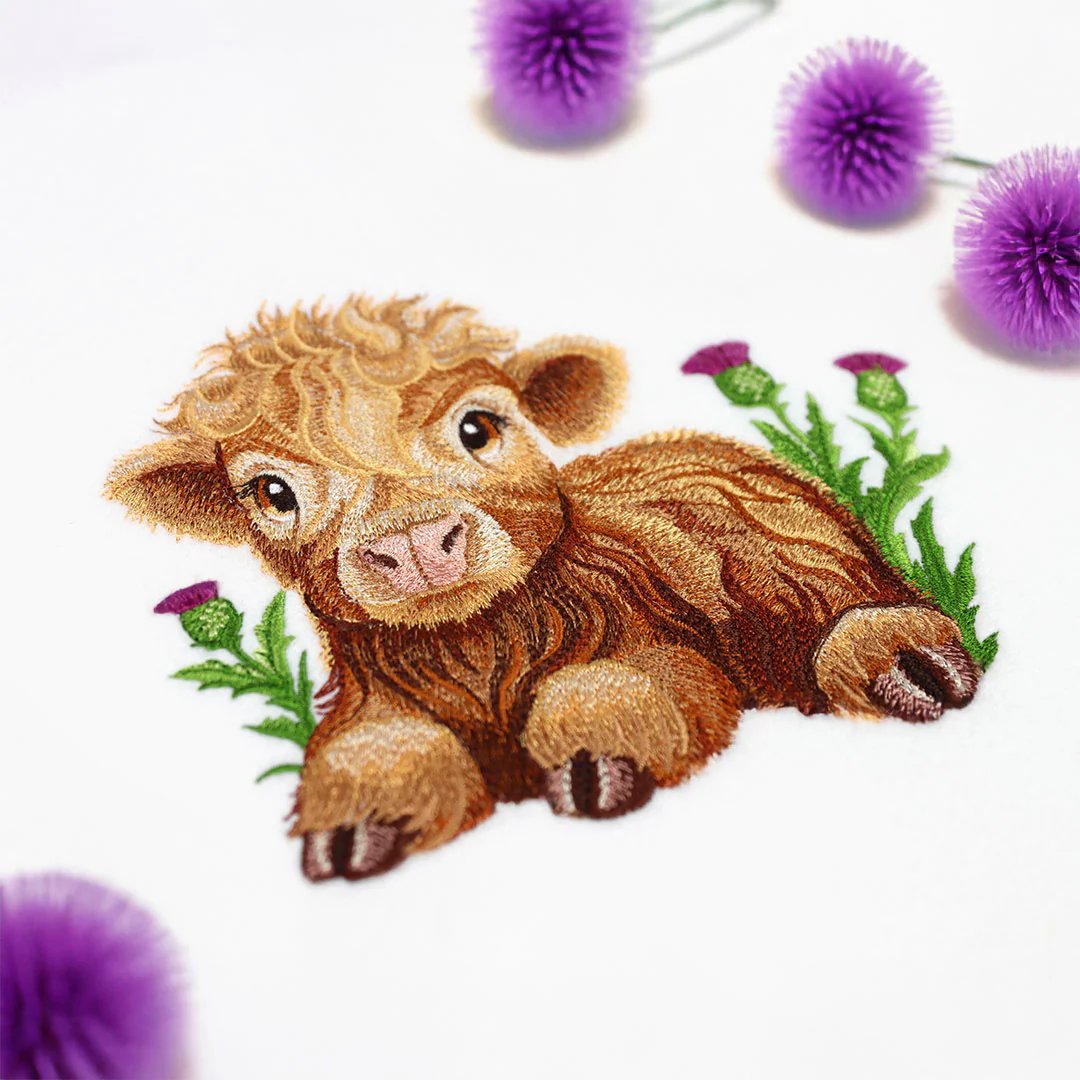 Sweet Highland Calf - Image 2