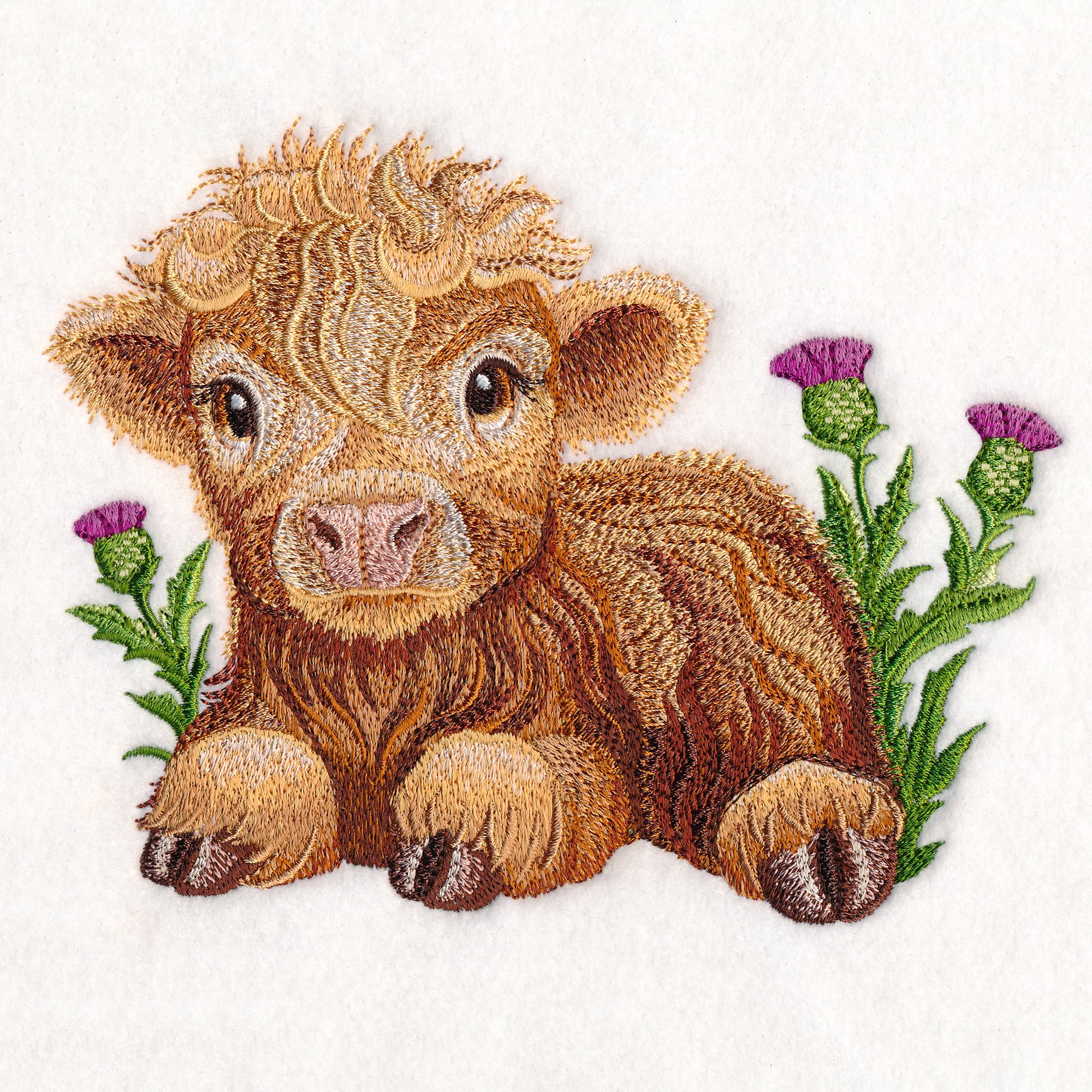 Sweet Highland Calf - Image 4