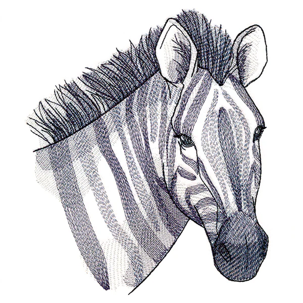 Elusive Zebra - Image 3