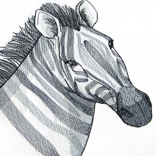 Elusive Zebra - Image 8