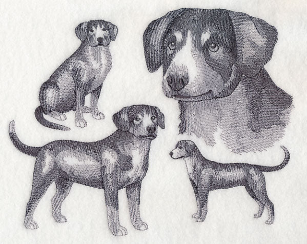 Entlebucher Mountain Dog Sketch (Full Tail) - Image 2