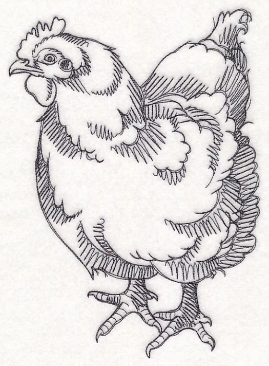 Farm Animal Sketch - Chicken - Image 5