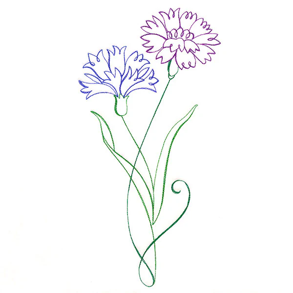 Floral Calligraphy - Cornflower
