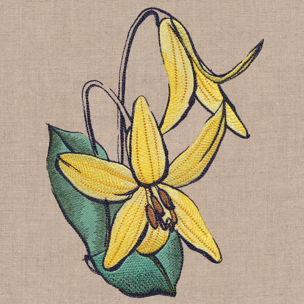 Flowers of the Forest - Trout Lily - Image 3