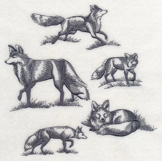 Foxes in Nature - Image 2