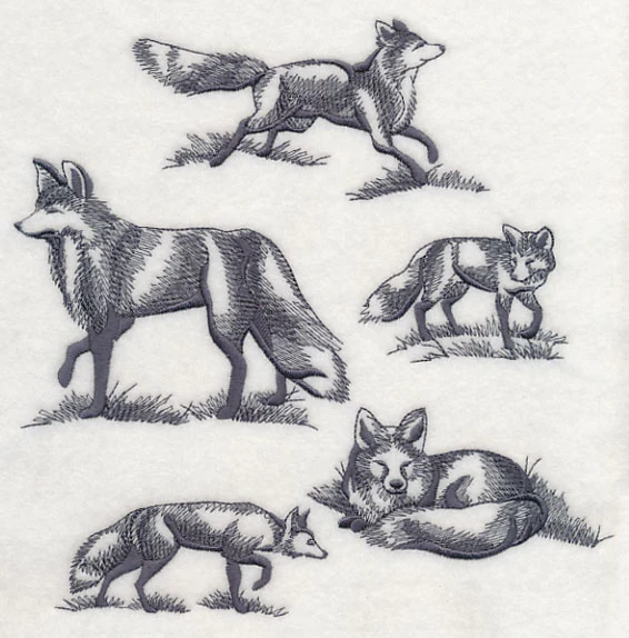 Foxes in Nature - Image 5