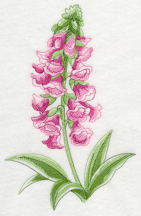 Foxglove Beauty - Image 2
