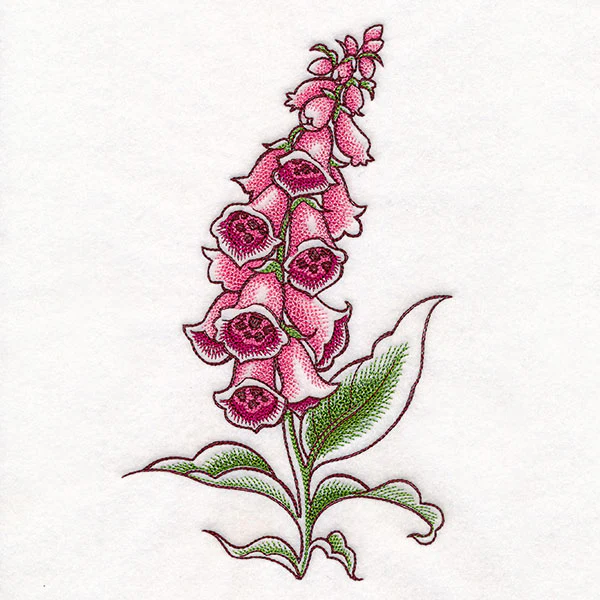 Foxglove in Bloom - Image 9