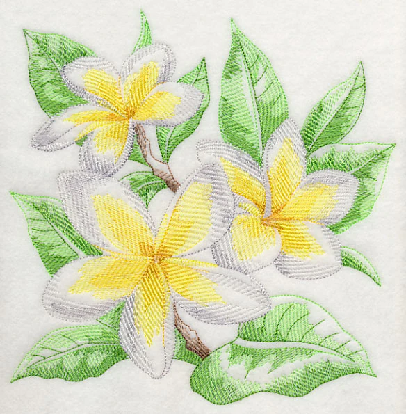 Frangipani Sketch