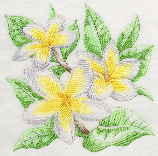 Frangipani Sketch - Image 2