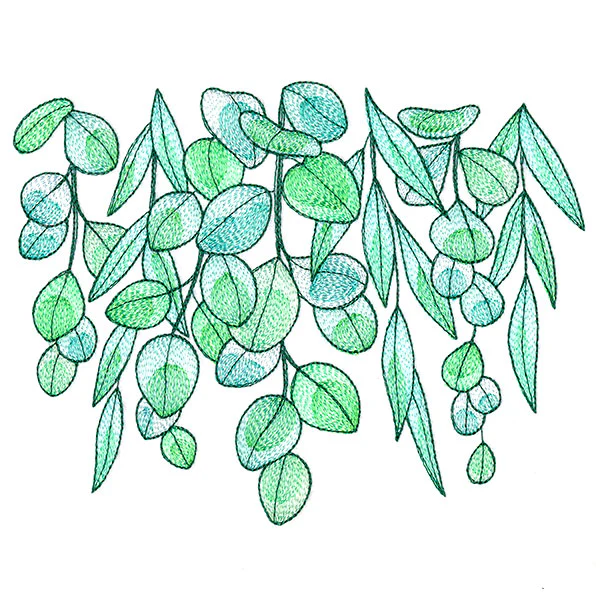 Fresh Draping Eucalyptus - Image 3