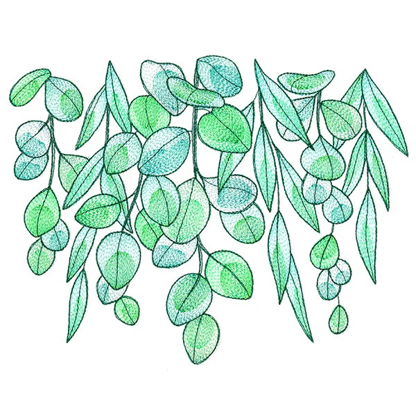Fresh Draping Eucalyptus - Image 7