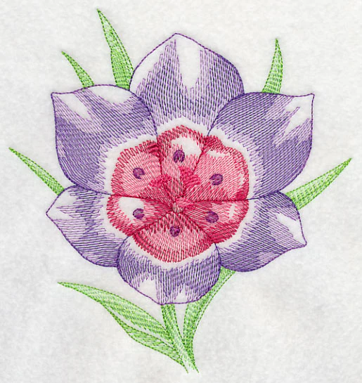 Geissorhiza Beauty - Image 2