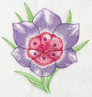 Geissorhiza Beauty - Image 4