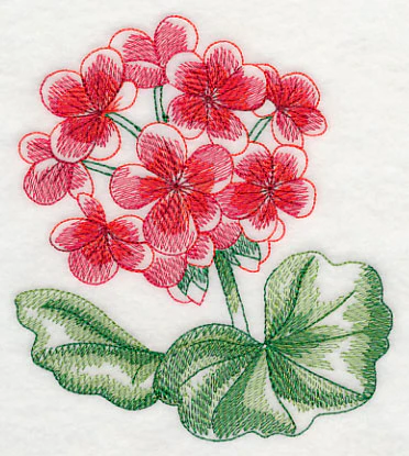 Geranium Beauty - Image 3