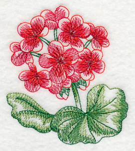 Geranium Beauty - Image 4