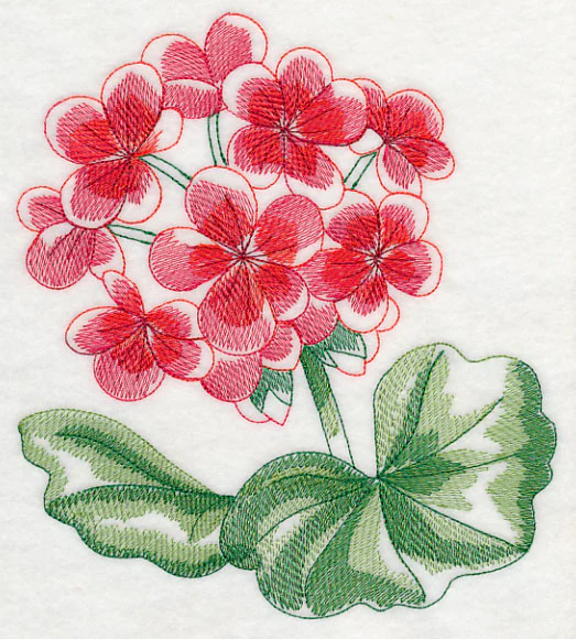 Geranium Beauty - Image 5