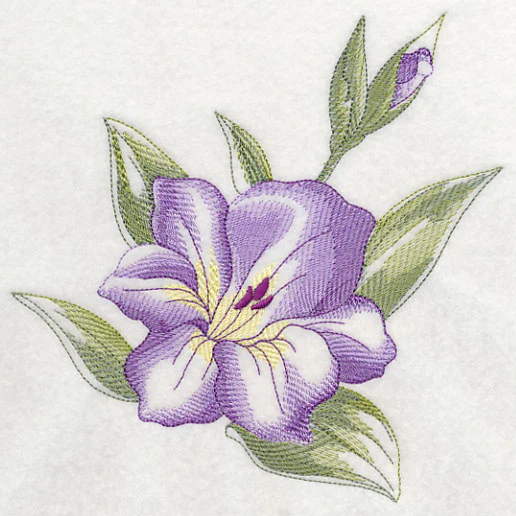 Gladiolus Beauty - Image 2